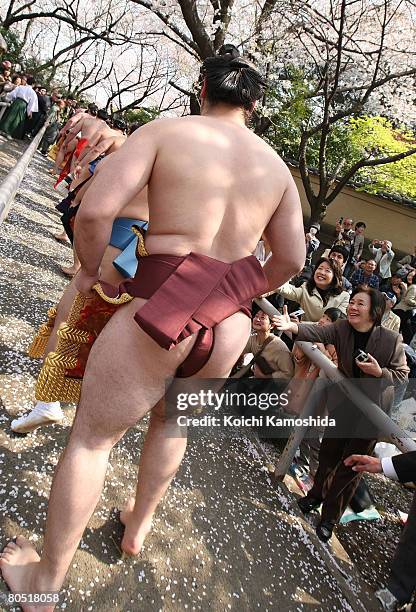 Sumo wrestlers line up before Yasukuni Shrine Dedication Sumo Tournament at Yasukuni Shrine on April 4, 2008 in Tokyo, Japan. Yasukuni Shrine is...