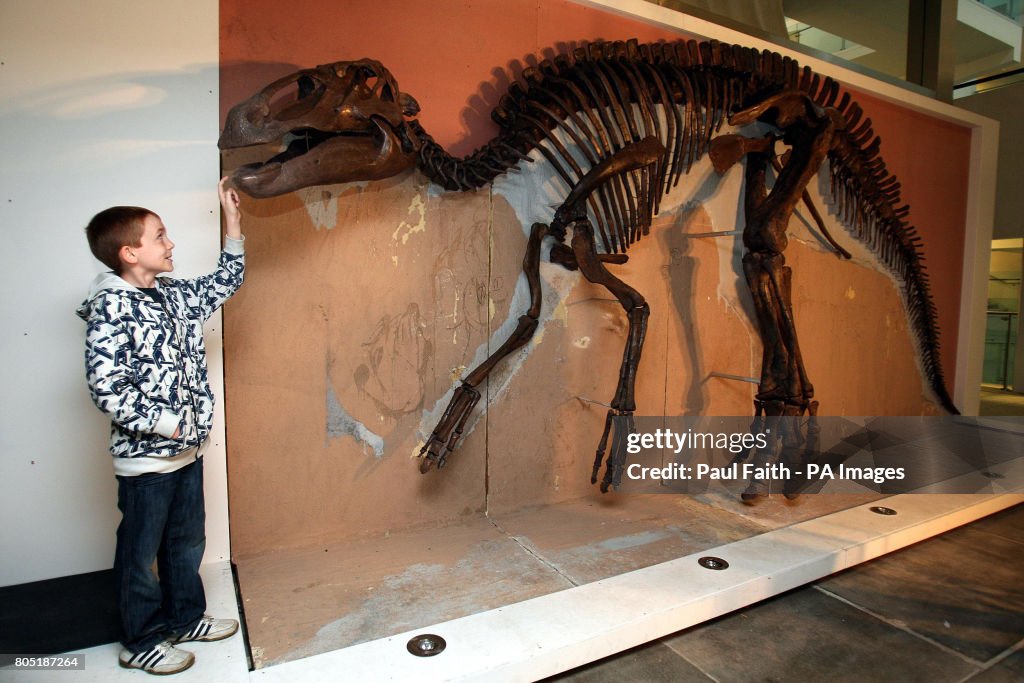 Edmontosaurus back at the Ulster museum
