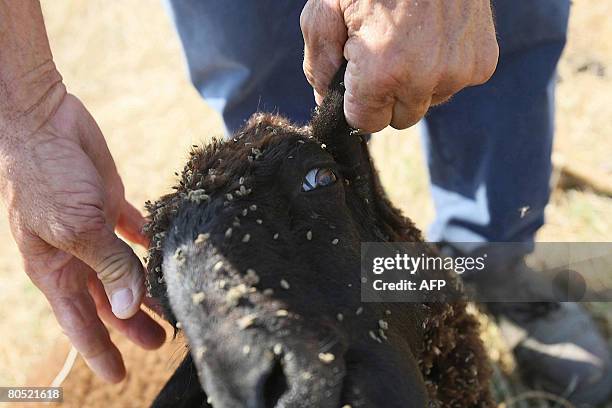 Italian farmer Mario Cannavacciuolo shows a sheep slain in Marigliano, about 25 kilometers east of Naples on August, 2008. Acerra, Nano, and...