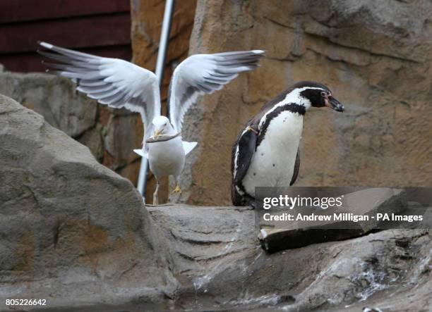 Sea gull sneaks up behind a penguin and steals a sprat - a small marine fish - at feeding time at Blair Drummond Safari Park near Stirling.