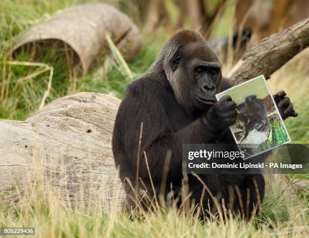 Zaire, one of three female gorillas at London Zoo, looks at a photo of Yeboah, a 12-year-old male gorilla, who will be joining them from La Boissiere...