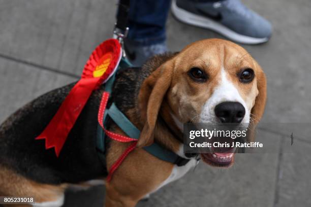 Dog called 'Wilko' is seen with a Labour party rosette on his lead during the 'Not One Day More' march at BBC Broadcasting House on July 1, 2017 in...