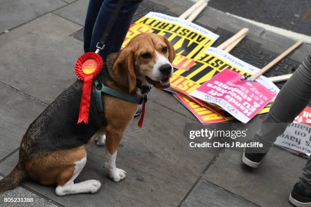 Dog called 'Wilko' is seen with a Labour party rosette on his lead during the 'Not One Day More' march at BBC Broadcasting House on July 1, 2017 in...