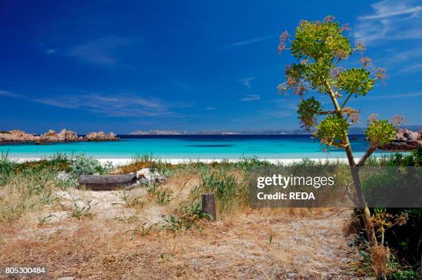 Plant. Cala di Roto. Spiaggia rosa beach. Budelli island. La Maddalena archipelago. Sardinia. Italy.
