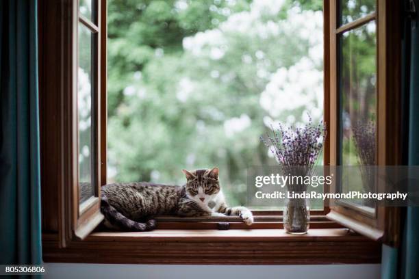a cat lying down by a window with a bouquet of lavender - open window frame stock pictures, royalty-free photos & images