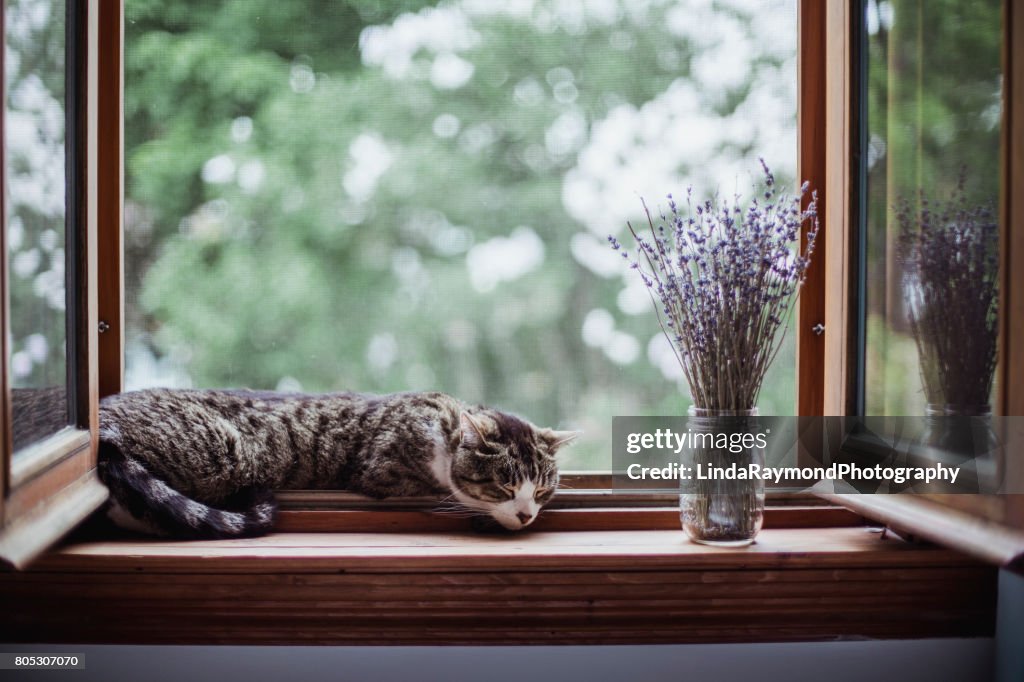 A tabby cat sleeping by an open window with a bouquet of lavender