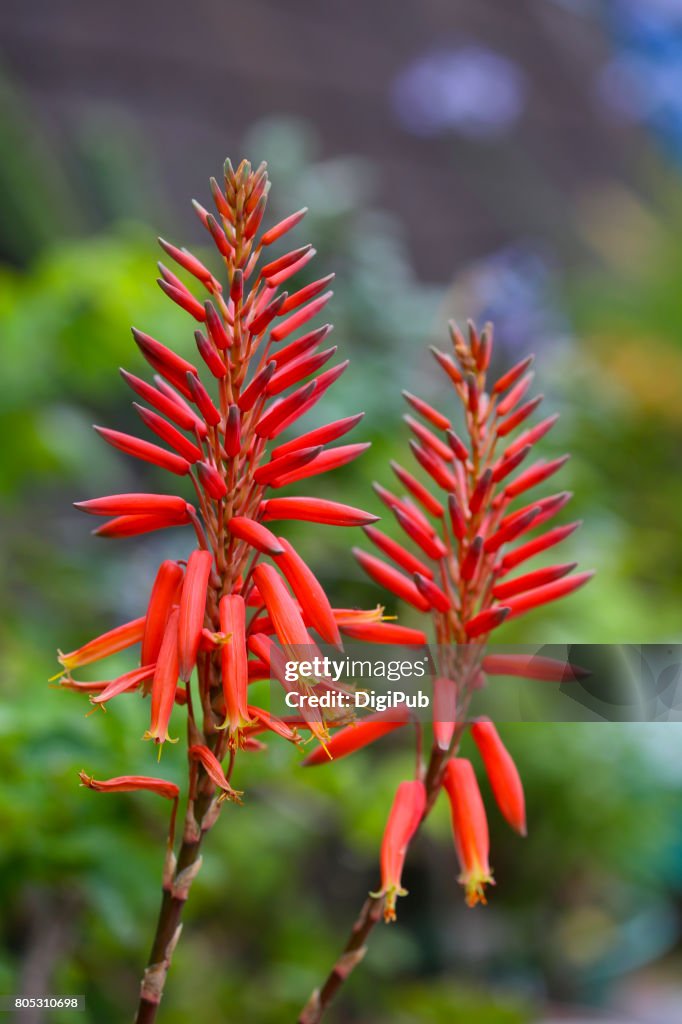 Aloe Flowers