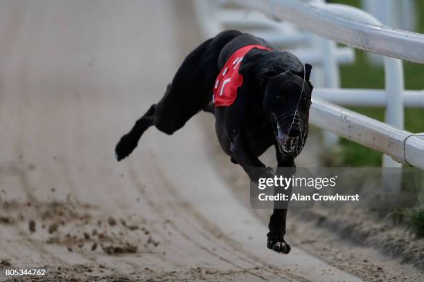 Dorotas Wildcat win The Star Sports Derby Plate Final at Towcester greyhound track on July 1, 2017 in Towcester, England.