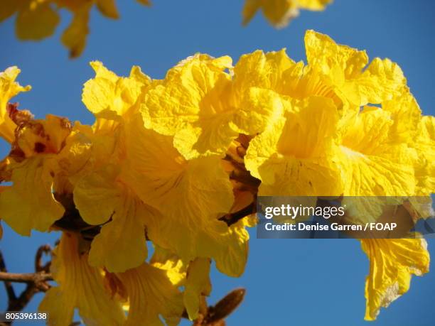 tabebuia bloom - tabebuia stock pictures, royalty-free photos & images