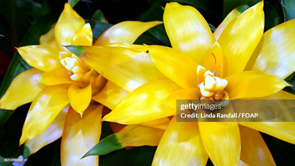 Yellow Succulent