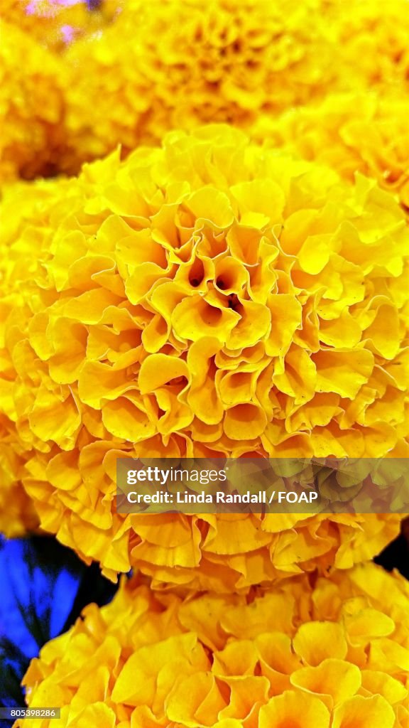 Close-up of yellow flower