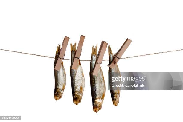 hanging fishes - carolafink stock pictures, royalty-free photos & images