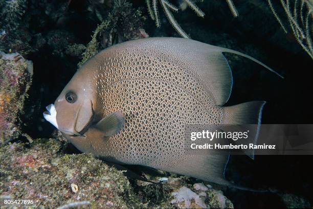 gray angelfish. - gray angelfish ストックフォトと画像