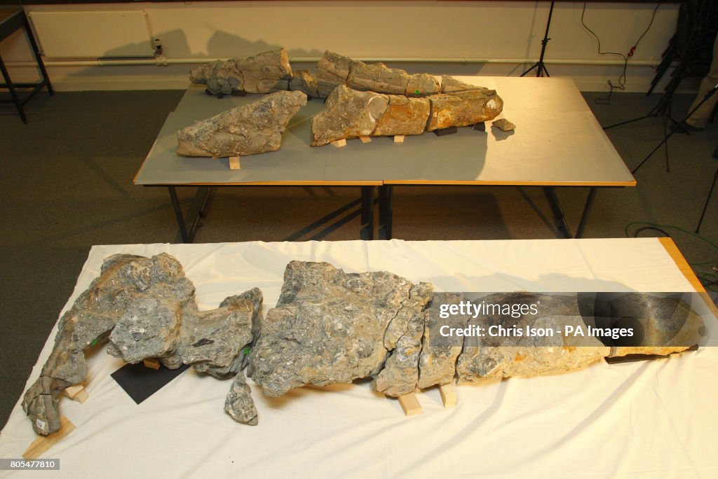 Pliosaur skull fossil