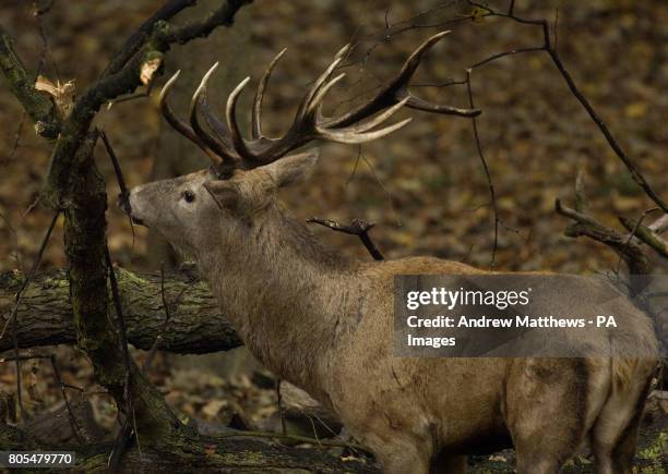 Autumn colours on display as a 14-pointer Red Deer Stag uses a dead tree as a scratching post in Wollaton Park, Nottinghamshire.
