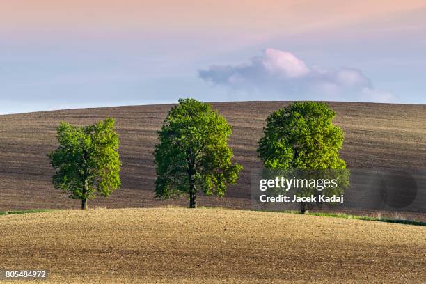 three lonely trees - small group of objects stock pictures, royalty-free photos & images
