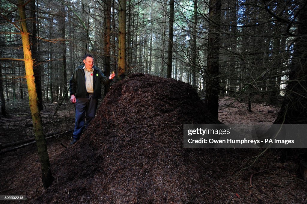 Hairy northern wood ant nests