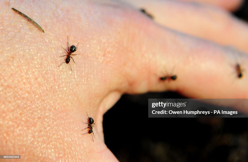 Hairy northern wood ant nests