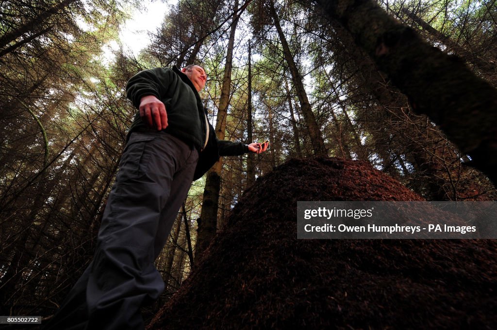 Hairy northern wood ant nests