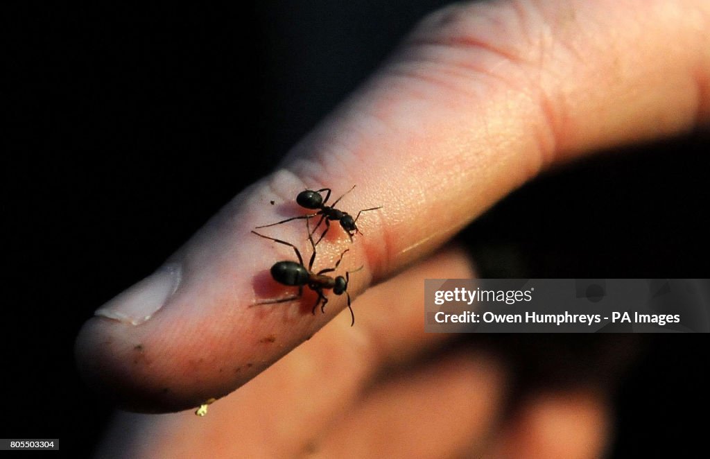 Hairy northern wood ant nests