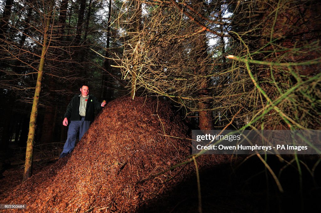 Hairy northern wood ant nests