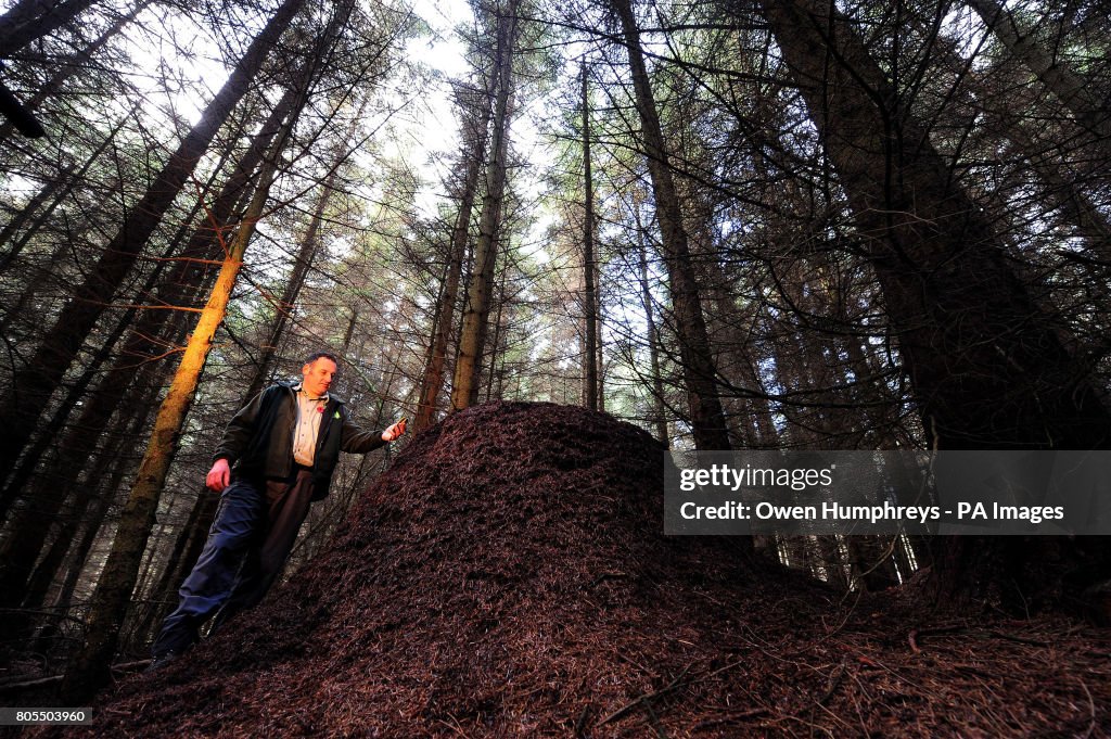 Hairy northern wood ant nests
