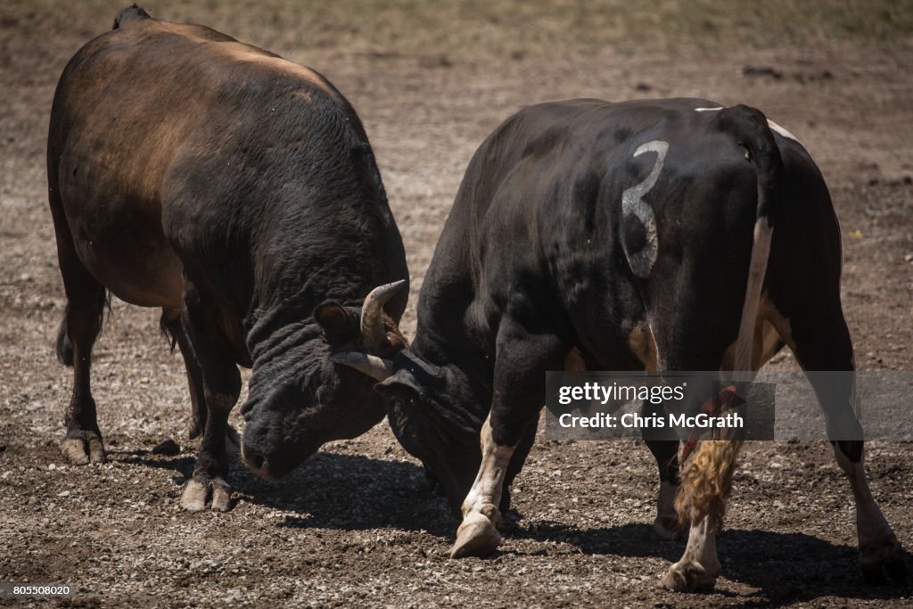 Bull Boxing Bulls fighting in the arena during the Kafkasor 2017 bull fights on ...