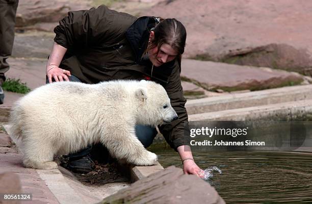 Flocke, the three-month old polar bear cub plays during the first presentation to the media at the Nuremberg Zoo on April 8, 2008 in Nuremberg,...