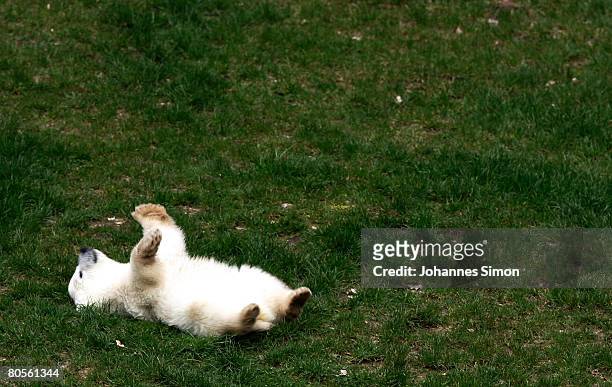 Flocke, the three-month old polar bear cub plays during the first presentation to the media at the Nuremberg Zoo on April 8, 2008 in Nuremberg,...