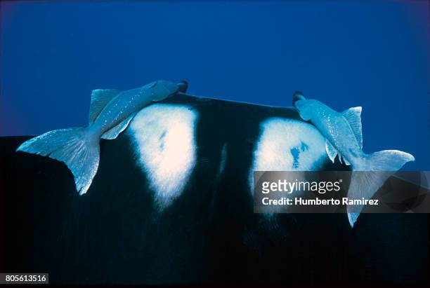 remora fish. - remora fish stock pictures, royalty-free photos & images