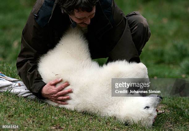 Flocke, the three-month old polar bear cub plays with her keeper Horst Maussner during the first presentation to the media at the Nuremberg Zoo on...