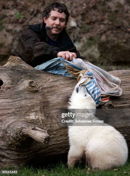 Flocke, the three-month old polar bear cub plays with her keeper Horst Maussner during the first presentation to the media at the Nuremberg Zoo on...