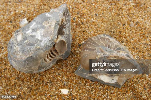 Nautilus fossil on the beach at Charmouth on Dorset's Jurassic Coast. The half term school holiday and news of a recent significant find of the jaw...