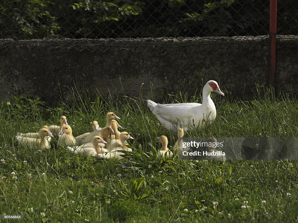 A family of ducks