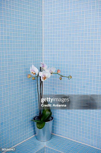 a plant in a blue tiled bathroom - bathroom pot plant stock-fotos und bilder