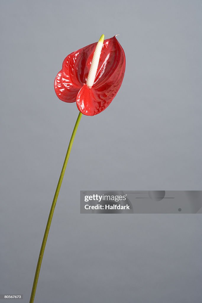 Red Anthurium (Anthurium andreanum)