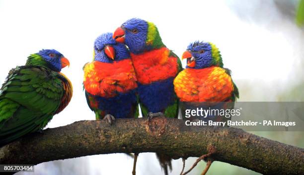 Curator of Birds, Nigel Simpson counts Rainbow Lorikeets at Bristol Zoo Gardens as he takes part in the annual stocktaking of more than 450 species...