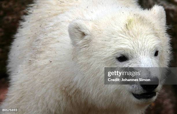 Flocke, the three-month old polar bear cub plays during her first public appearance at the Nuremberg Zoo on April 9, 2008 in Nuremberg, Germany....