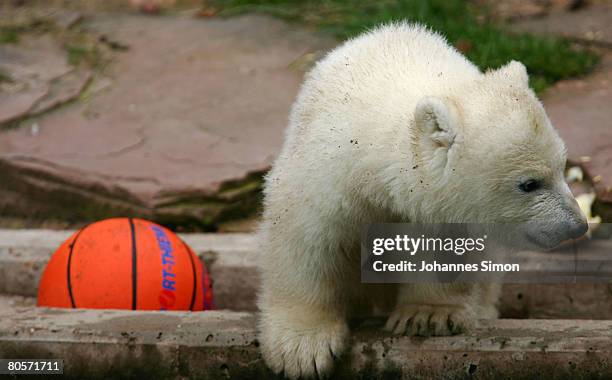 Flocke, the three-month old polar bear cub plays during her first public appearance at the Nuremberg Zoo on April 9, 2008 in Nuremberg, Germany....