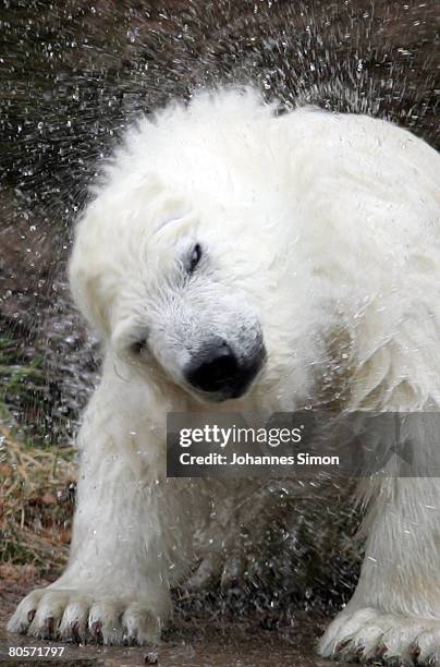 Flocke, the three-month old polar bear cub plays during her first public appearance at the Nuremberg Zoo on April 9, 2008 in Nuremberg, Germany....