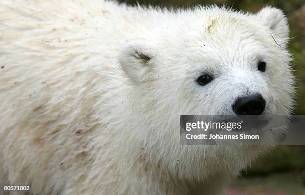 Flocke, the three-month old polar bear cub plays during her first public appearance at the Nuremberg Zoo on April 9, 2008 in Nuremberg, Germany....