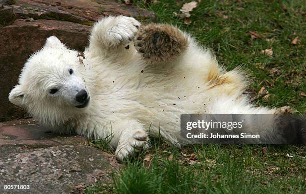 Flocke, the three-month old polar bear cub plays during her first public appearance at the Nuremberg Zoo on April 9, 2008 in Nuremberg, Germany....