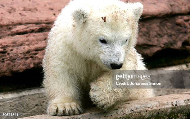 Flocke, the three-month old polar bear cub plays during her first public appearance at the Nuremberg Zoo on April 9, 2008 in Nuremberg, Germany....