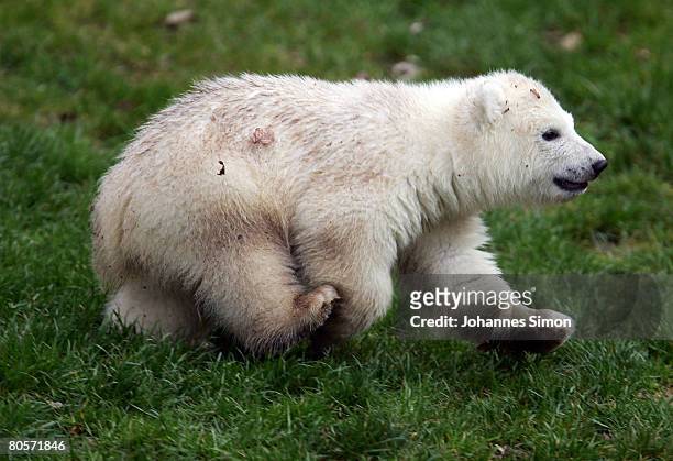Flocke, the three-month old polar bear cub plays during her first public appearance at the Nuremberg Zoo on April 9, 2008 in Nuremberg, Germany....