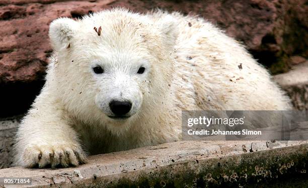 Flocke, the three-month old polar bear cub plays during her first public appearance at the Nuremberg Zoo on April 9, 2008 in Nuremberg, Germany....