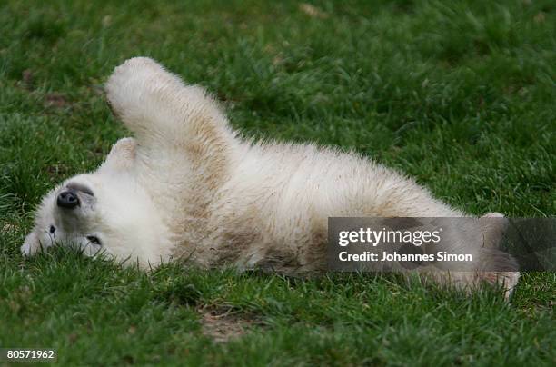 Flocke, the three-month old polar bear cub plays during her first public appearance at the Nuremberg Zoo on April 9, 2008 in Nuremberg, Germany....