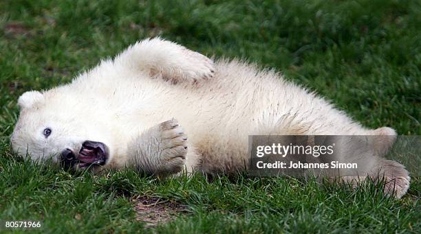 Flocke, the three-month old polar bear cub plays during her first public appearance at the Nuremberg Zoo on April 9, 2008 in Nuremberg, Germany....