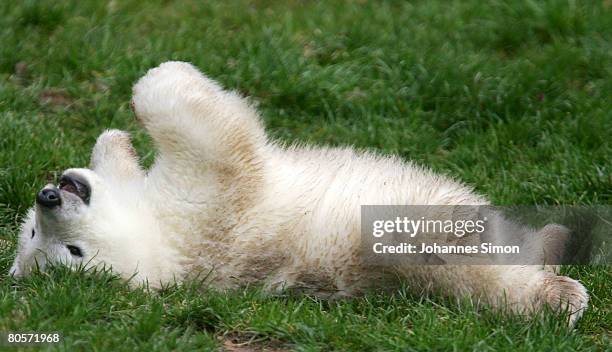 Flocke, the three-month old polar bear cub plays during her first public appearance at the Nuremberg Zoo on April 9, 2008 in Nuremberg, Germany....