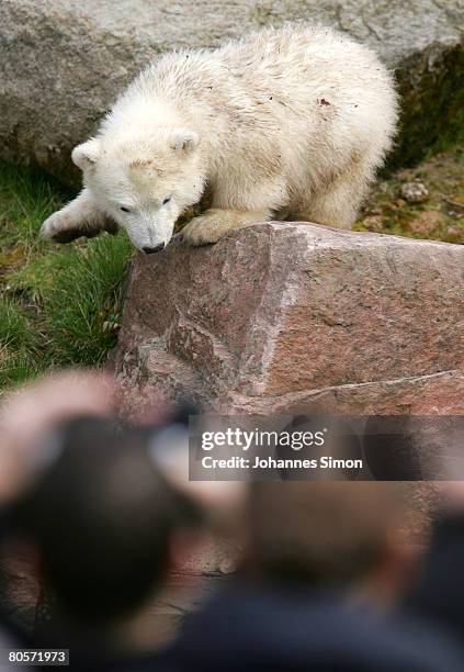 Flocke, the three-month old polar bear cub plays during her first public appearance at the Nuremberg Zoo on April 9, 2008 in Nuremberg, Germany....