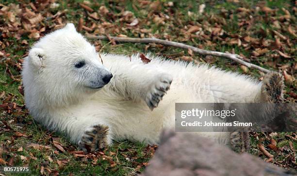 Flocke, the three-month old polar bear cub plays during her first public appearance at the Nuremberg Zoo on April 9, 2008 in Nuremberg, Germany....